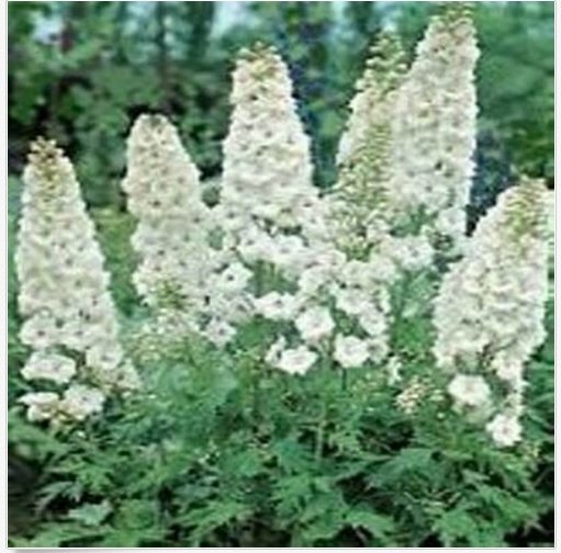 Neysastore Delphinium -Consolida -White King- 50 seeds