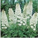 Neysastore Delphinium -Consolida -White King- 50 seeds