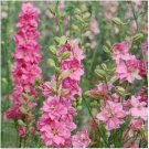 Neysastore Delphinium -Consolida -Rose Queen- 50 seeds