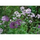 Neysastore Dame's Rocket (Hesperis Matronalis)- 500 se