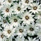 Neysastore Cupid's Dart-(Catananche Caerulea)- White - 25 Seeds