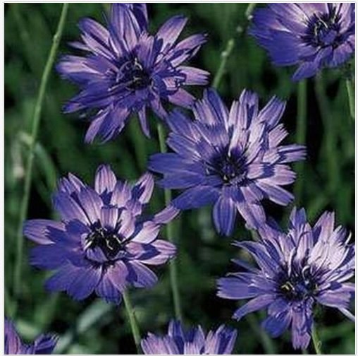 Neysastore Cupid's Dart-(Catananche Caerulea)- Blue - 25 Seeds