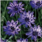 Neysastore Cupid's Dart-(Catananche Caerulea)- Blue - 25 Seeds