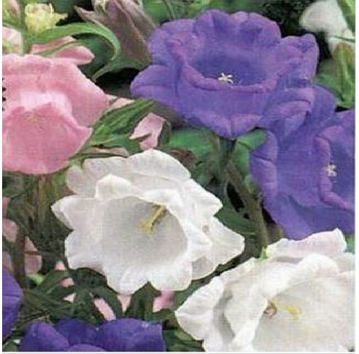 Neysastore Cup & Saucer- Campanula- Mix colors- 100 Seeds
