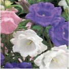 Neysastore Cup & Saucer- Campanula- Mix colors- 100 Seeds