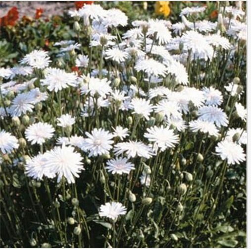 Neysastore Crepis Rubra White-( Hawksbeard) - 50 Seeds