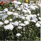 Neysastore Crepis Rubra White-( Hawksbeard) - 50 Seeds