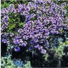 Neysastore Creeping Thyme (Thymus Serpyllum Mother of Thyme)- 200 Seeds