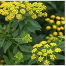 Neysastore Zizia- Aurea- Golden Alexanders- 50 Seeds