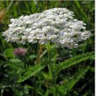 Neysastore Yarrow- White- Achillea- 500 seeds