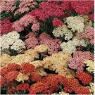 Neysastore Yarrow- Summer Berries- Achillea- 50 seeds