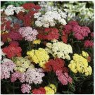Neysastore Yarrow- Pastels- Achillea- 50 seeds