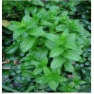 Neysastore Spearmint- Mentha Spicata- 200 Seeds