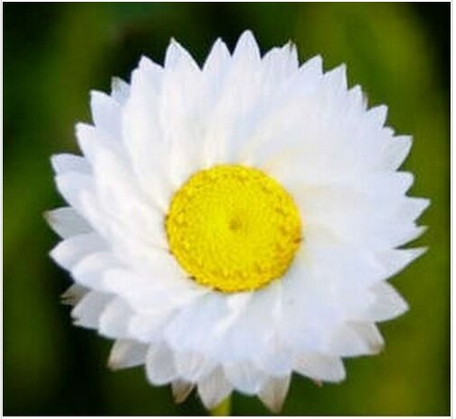 Neysastore Winged Everlasting- Ammobium Alatum Grandiflorum - 100 Seeds