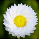 Neysastore Winged Everlasting- Ammobium Alatum Grandiflorum - 100 Seeds