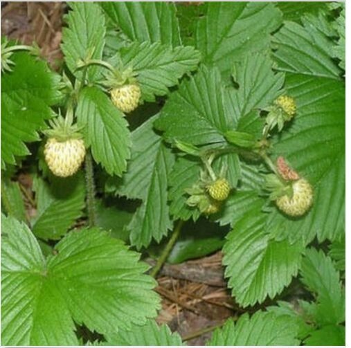 Neysastore Wild Strawberry - White Soul- Fragaria Vesca- 100 Seeds