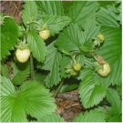 Neysastore Wild Strawberry - White Soul- Fragaria Vesca- 100 Seeds