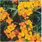 Neysastore Wallflower- Siberian- 250 Seeds
