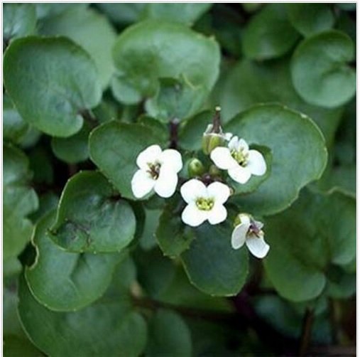 Neysastore Watercress- 100 Seeds