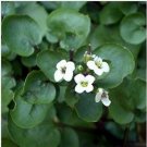 Neysastore Watercress- 100 Seeds