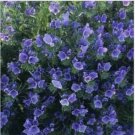 Neysastore Viper's Bugloss - Echium Plantagineum Blue Bedder- 50 seeds