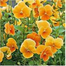 Neysastore Viola- Cornuta- Chantreyland- 50 Seeds