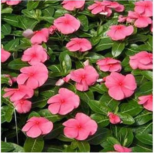 Neysastore Vinca- Periwinkle- Pink- 50 Seeds