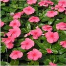 Neysastore Vinca- Periwinkle- Pink- 50 Seeds