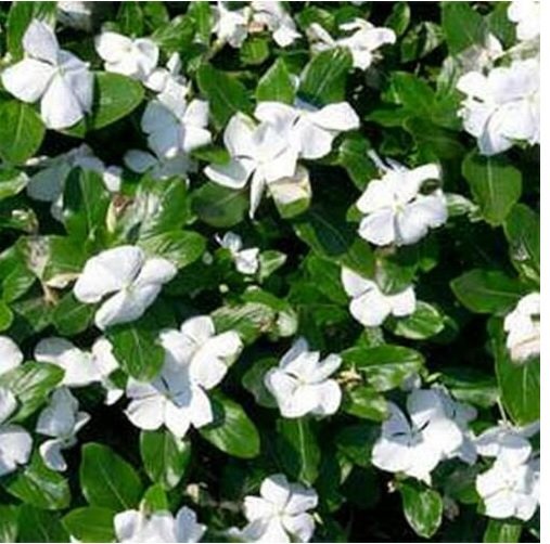 Neysastore Vinca- Periwinkle- White - 50 Seeds