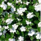 Neysastore Vinca- Periwinkle- White - 50 Seeds