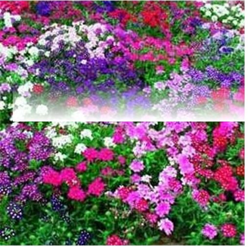 Neysastore Verbena- Nana Compacta- Mixed- 50 Seeds