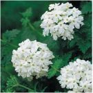 Neysastore Verbena- Nana Compacta- White- 50 Seeds
