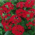 Neysastore Verbena- Nana Compacta- Scarlet- 50 Seeds