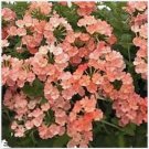 Neysastore Verbena- Nana Compacta- Apricot- 50 Seeds