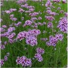 Neysastore Verbena- Purple Top- Bonariensis- 100 Seeds