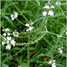Neysastore Verbena- Common Officinalis- 50 Seeds