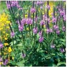 Neysastore Verbena- Stricta- Hoary- 100 Seeds