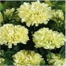 Neyasstore Marigold- White- 25 Seeds