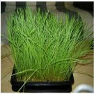 Neysastore Catgrass- 100 Seeds