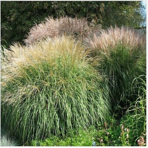 Neysastore Chinese Silver Grass- Miscanthus- 25 Seeds