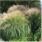 Neysastore Chinese Silver Grass- Miscanthus- 25 Seeds