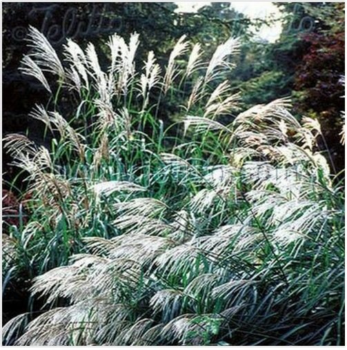 Neysastore Chinese Silver Grass- Early Hybrid- 25 Seeds