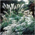 Neysastore Chinese Silver Grass- Early Hybrid- 25 Seeds