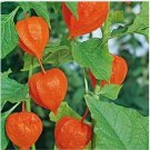 Neysastore Chinese Lantern- 50 Seeds