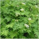 Neysastore Chervil- 100 Seeds