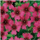 Neysastore Cinquefoil- 50 Seeds