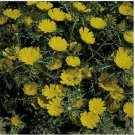 Neysastore Cladanthus- Palm Springs Daisy- 100 Seeds