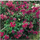 Neysastore Clarkia- Unguiculata- 100 Seeds