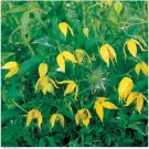 Neysastore Clematis- Tangutica- 25 Seeds