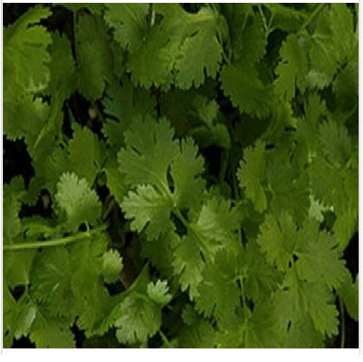 Neysastore Cilantro- 100 Seeds